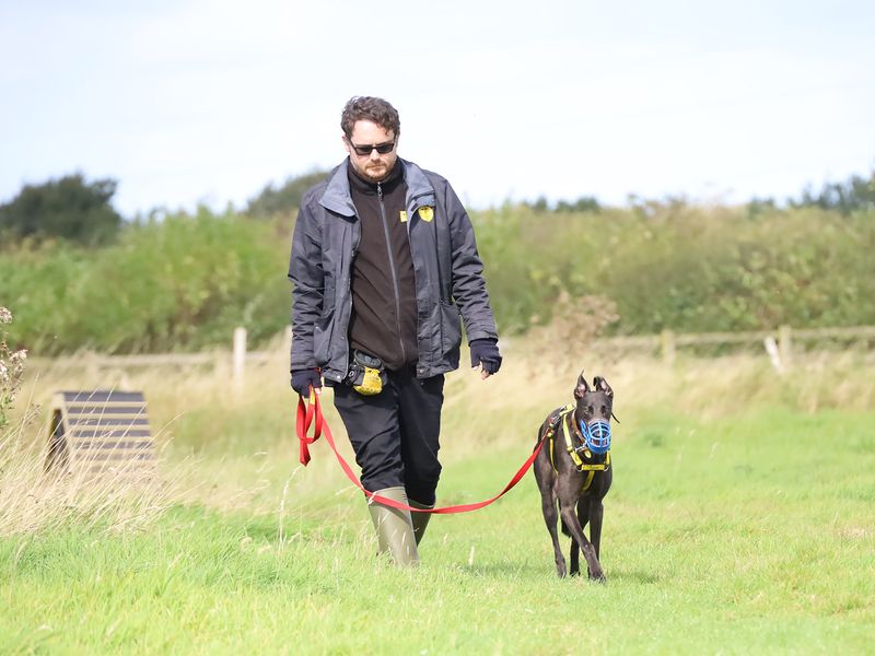 Greyhound for adoption in Leeds, Yorkshire – 3 years old - Image 6 of 9