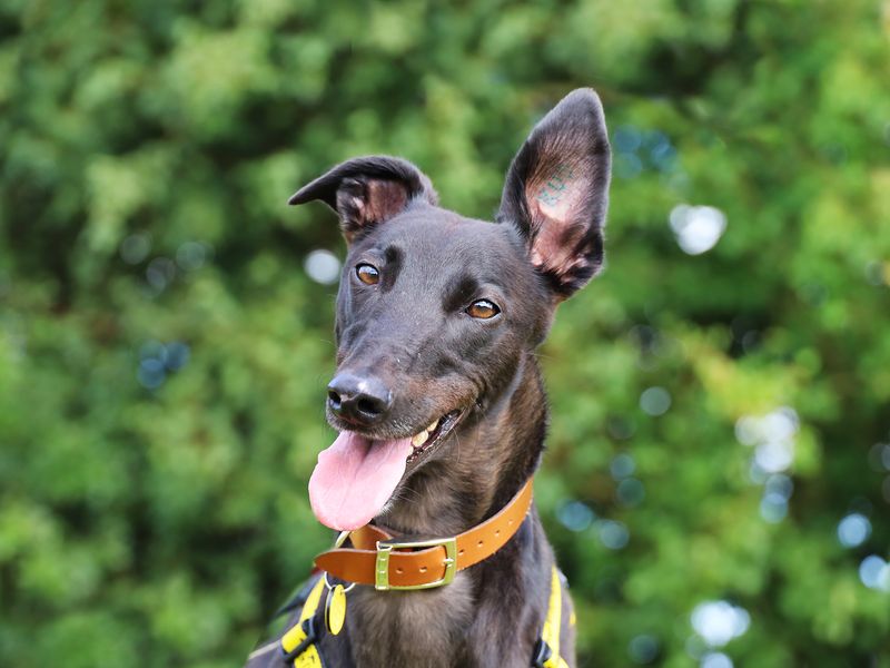 Greyhound for adoption in Leeds, Yorkshire – 3 years old - Image 8 of 9