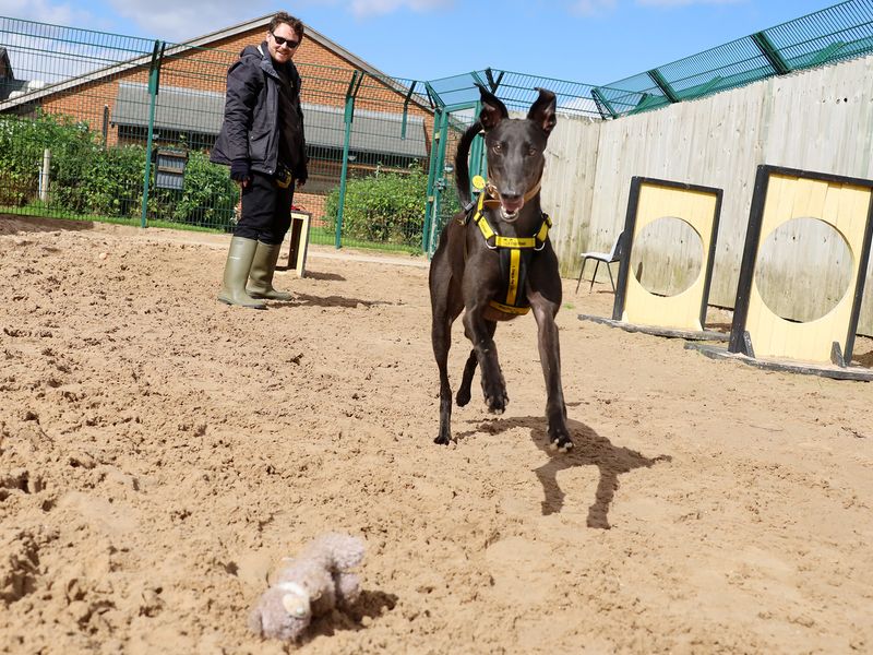 Greyhound for adoption in Leeds, Yorkshire – 3 years old - Image 2 of 9