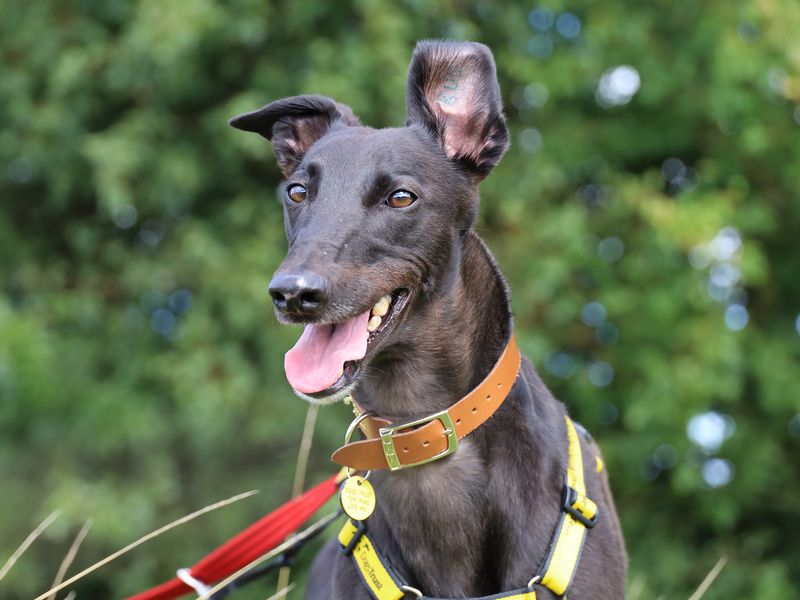 Greyhound for adoption in Leeds, Yorkshire – 3 years old - Image 9 of 9