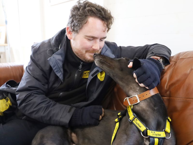 Greyhound for adoption in Leeds, Yorkshire – 3 years old - Image 4 of 9