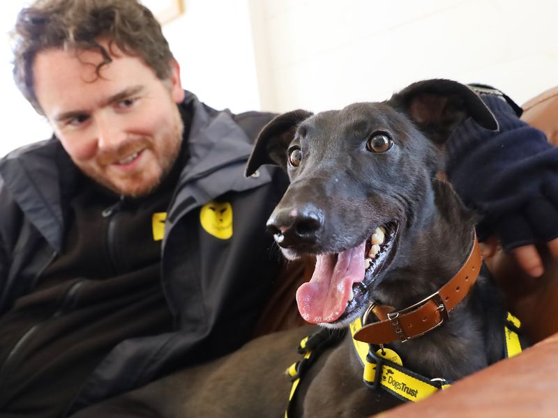 Greyhound for adoption in Leeds, Yorkshire – 3 years old - Image 5 of 9