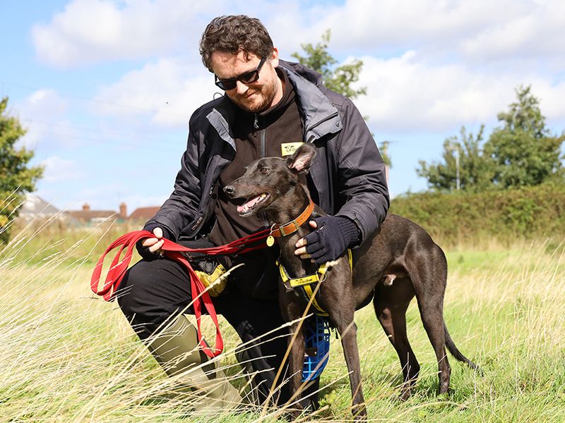 Greyhound for adoption in Leeds, Yorkshire – 3 years old - Image 7 of 9