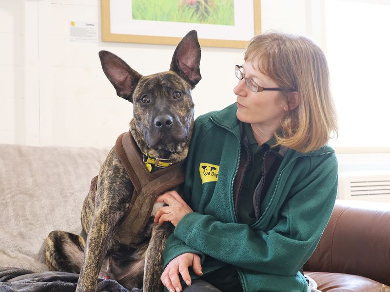 Cane Corso for adoption in Leeds, Yorkshire – 2 years old - Image 1 of 6