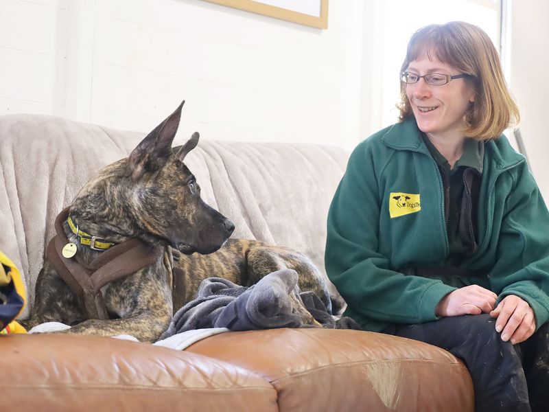 Cane Corso for adoption in Leeds, Yorkshire – 2 years old - Image 5 of 6