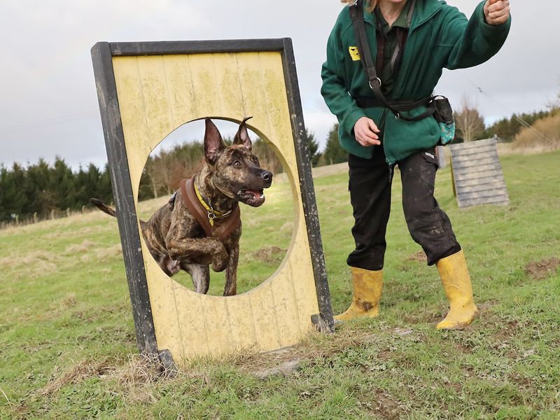 Cane Corso for adoption in Leeds, Yorkshire – 2 years old - Image 2 of 6