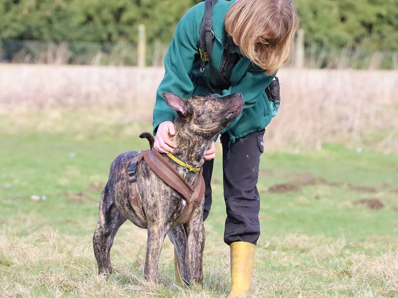 Cane Corso for adoption in Leeds, Yorkshire – 2 years old - Image 6 of 6