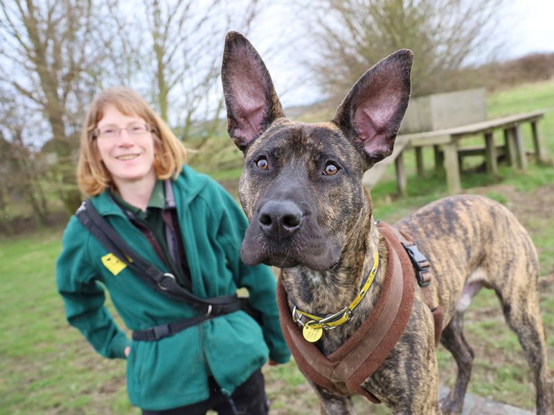 Cane Corso for adoption in Leeds, Yorkshire – 2 years old - Image 3 of 6
