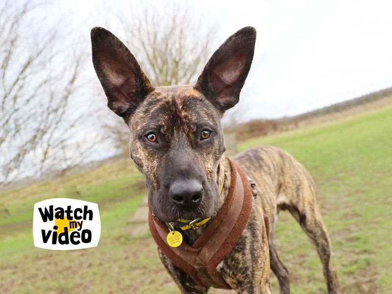 Cane Corso for adoption in Leeds, Yorkshire – 2 years old - Image 4 of 6