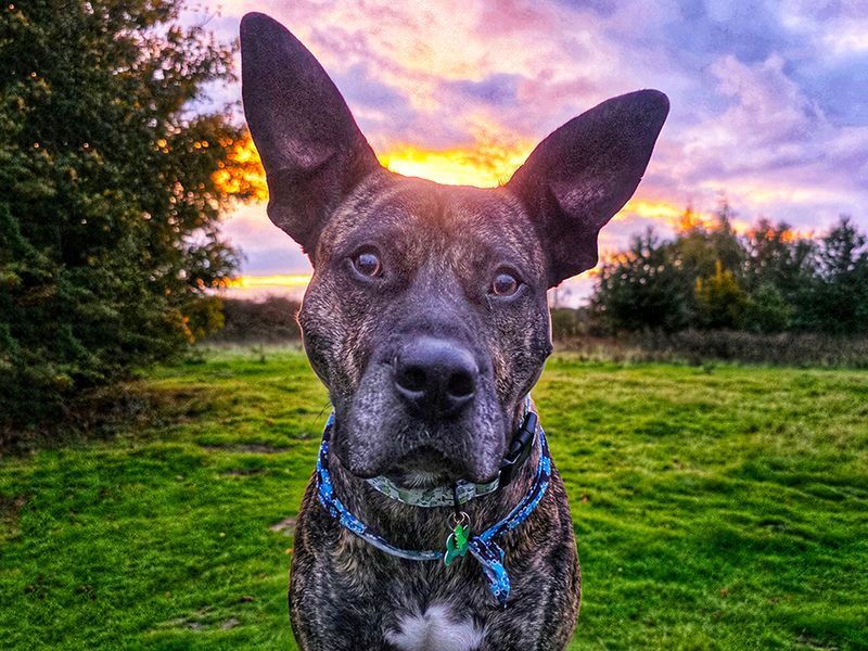 undefined | Italian Corso Dog Cross | undefined - 12