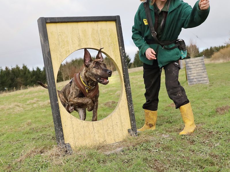 undefined | Italian Corso Dog Cross | undefined - 8