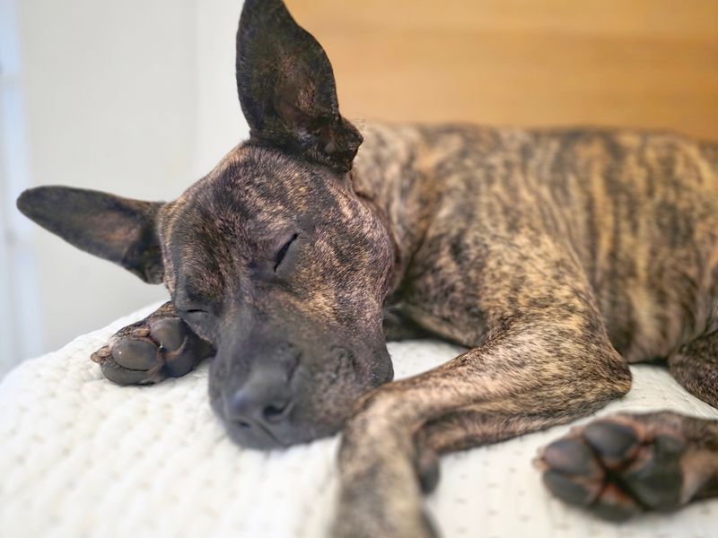 undefined | Italian Corso Dog Cross | undefined - 10