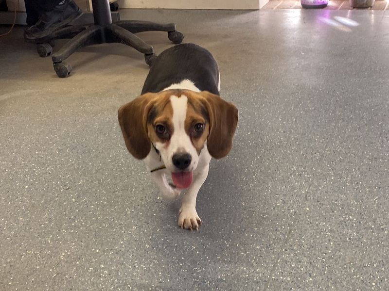 Beagle for adoption in Wickford, Essex – 2 years old