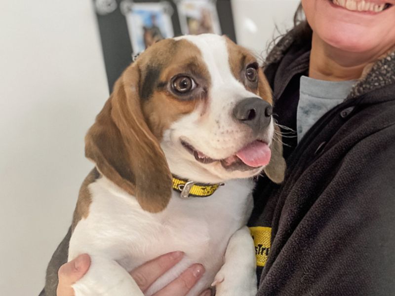 Millie | Beagle | Basildon (Essex) - 1