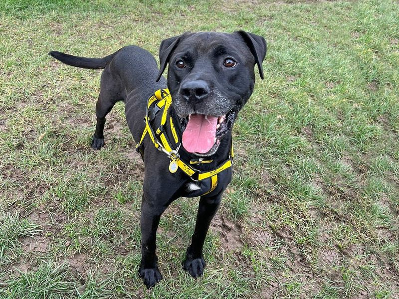 Beau | Retriever (Labrador) | Basildon (Essex) - 1