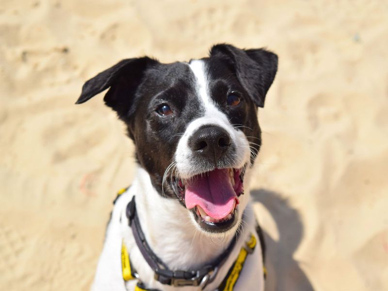 Jack Russell Terrier for adoption in Uxbridge, London – 9 years old - Image 4 of 6