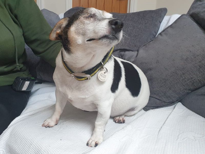 Jack Russell Terrier for adoption in Chestfield, Kent – 6 years old - Image 2 of 5