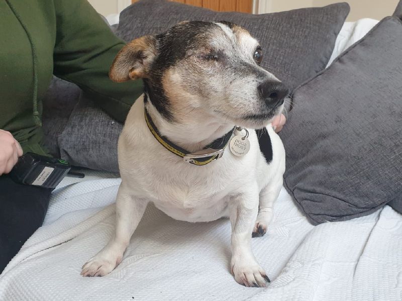 Jack Russell Terrier for adoption in Chestfield, Kent – 6 years old - Image 1 of 5