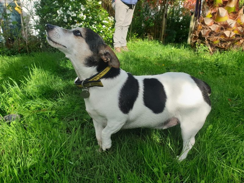 Jack Russell Terrier for adoption in Chestfield, Kent – 6 years old - Image 3 of 5