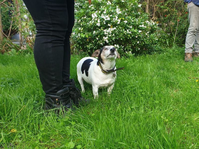Jack Russell Terrier for adoption in Chestfield, Kent – 6 years old - Image 4 of 5