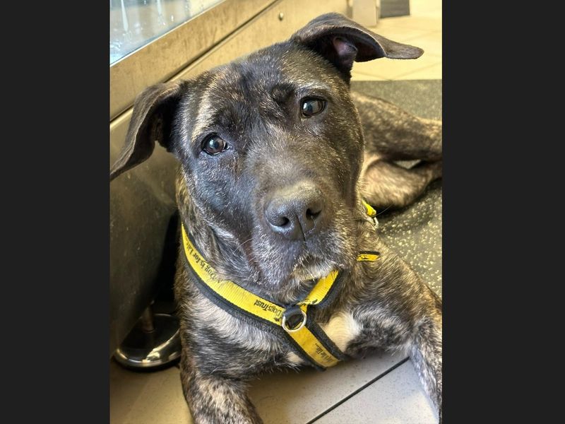 Staffordshire Bull Terrier for adoption in Wickford, Essex – 2 years old - Image 4 of 8