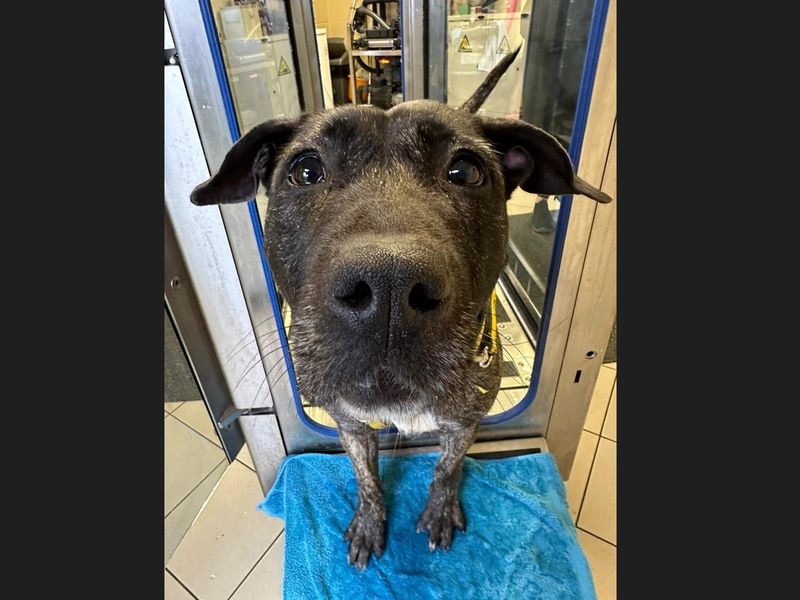 Staffordshire Bull Terrier for adoption in Wickford, Essex – 2 years old - Image 6 of 8