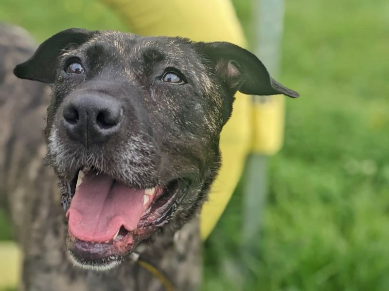 Staffordshire Bull Terrier for adoption in Wickford, Essex – 2 years old - Image 8 of 8