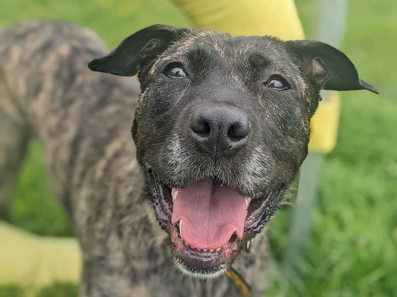 Staffordshire Bull Terrier for adoption in Wickford, Essex – 2 years old - Image 3 of 8