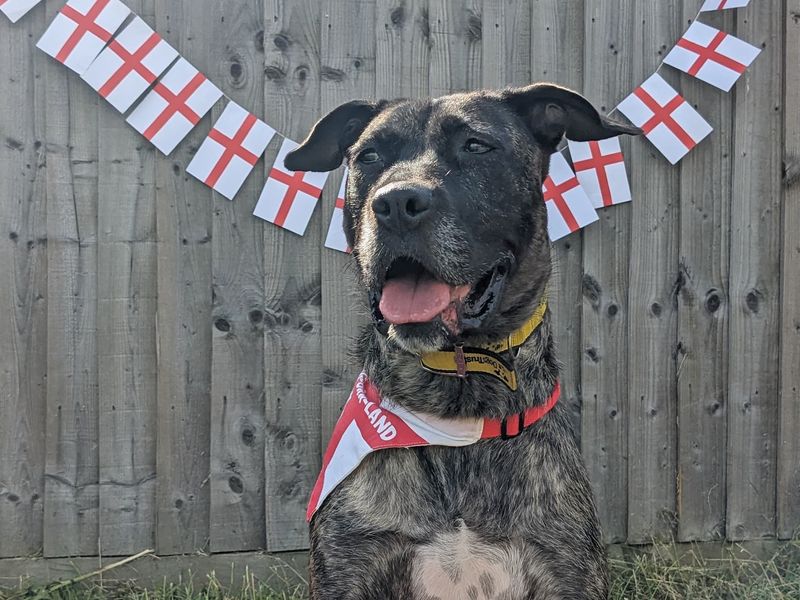 Staffordshire Bull Terrier for adoption in Wickford, Essex – 2 years old - Image 5 of 8