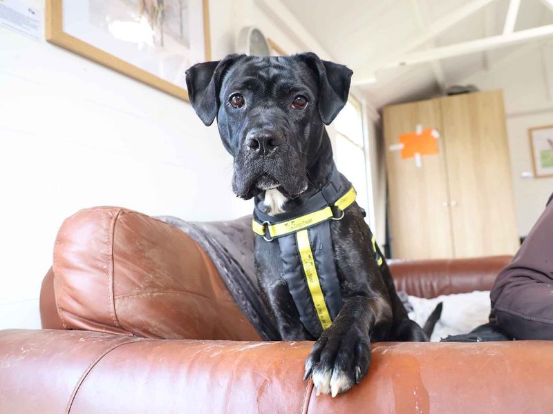 Karma cane best sale corso