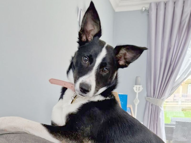 Border Collie for adoption in Leeds, West Yorkshire – 2 years old - Image 4 of 4
