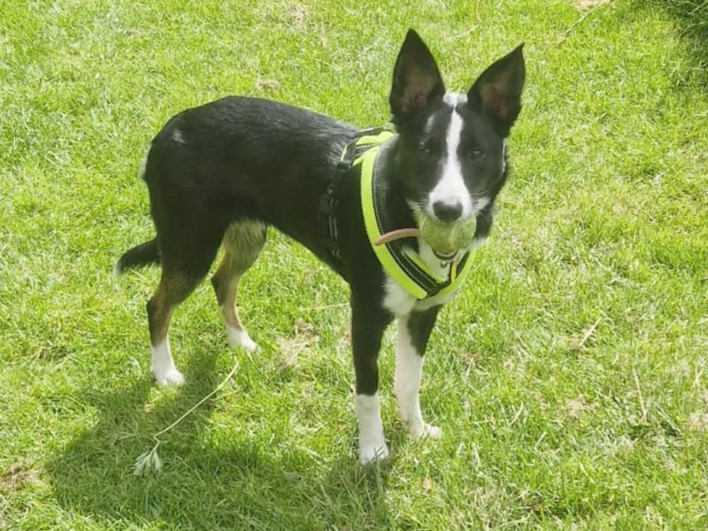 Border Collie for adoption in Leeds, West Yorkshire – 2 years old - Image 3 of 4