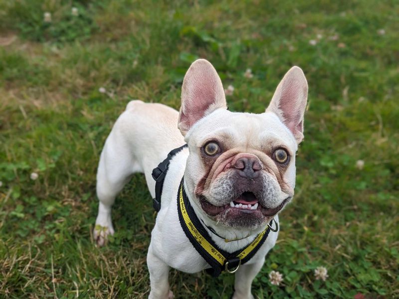 French Bulldog for adoption in Wales, Somerset – 6 years old - Image 5 of 5