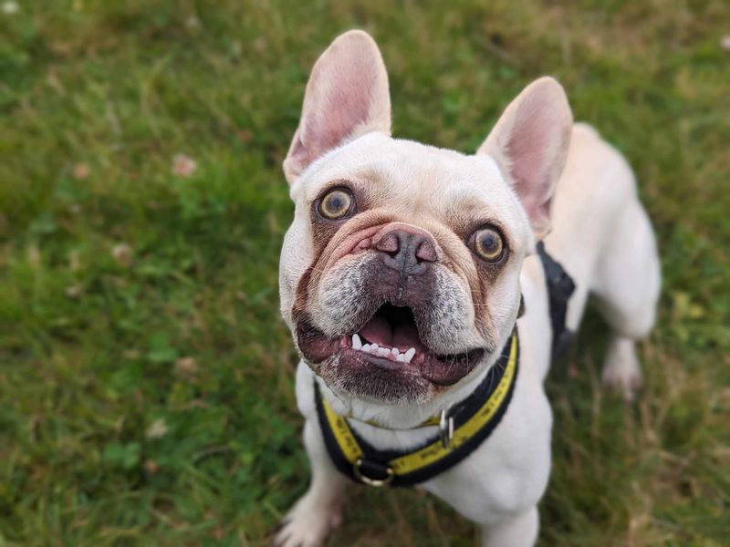 French Bulldog for adoption in Wales, Somerset – 6 years old - Image 2 of 5