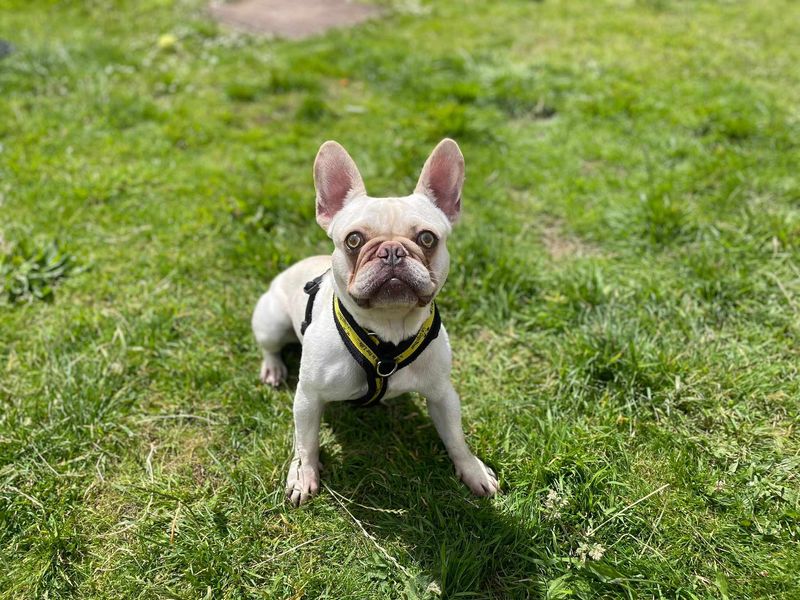 French Bulldog for adoption in Wales, Somerset – 6 years old - Image 4 of 5