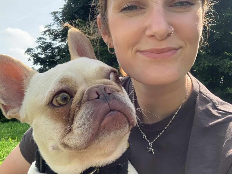 French Bulldog for adoption in Mid Glamorgan, Wales – 5 years old