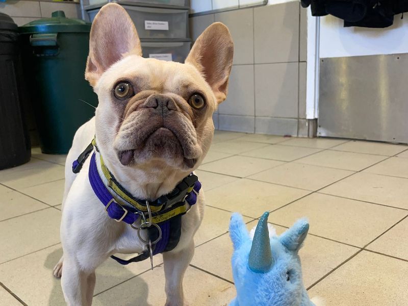 Antoine | French Bulldog | Shoreham (Sussex) - 4