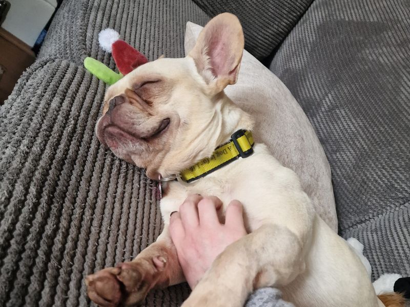 Antoine | French Bulldog | Shoreham (Sussex) - 5