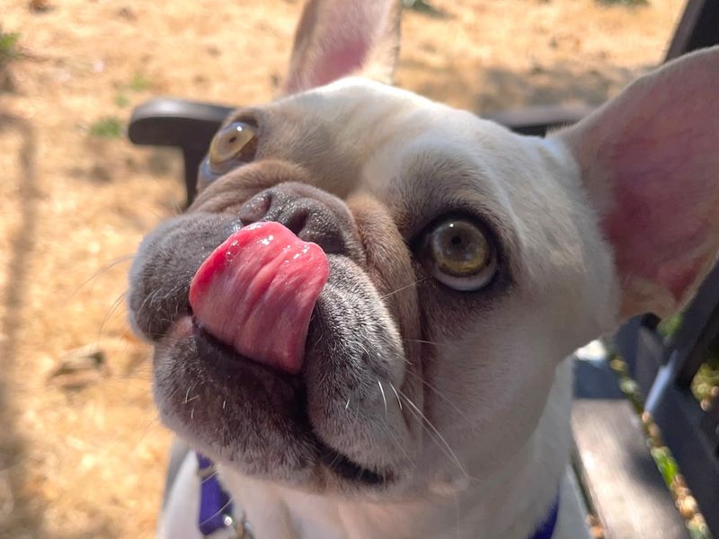 Antoine | French Bulldog | Shoreham (Sussex) - 7