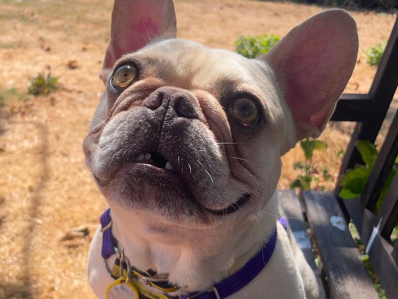 Antoine | French Bulldog | Shoreham (Sussex) - 3