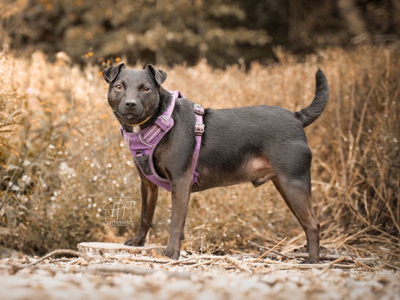 Billy | Terrier (Patterdale) | Merseyside (Liverpool) - 1