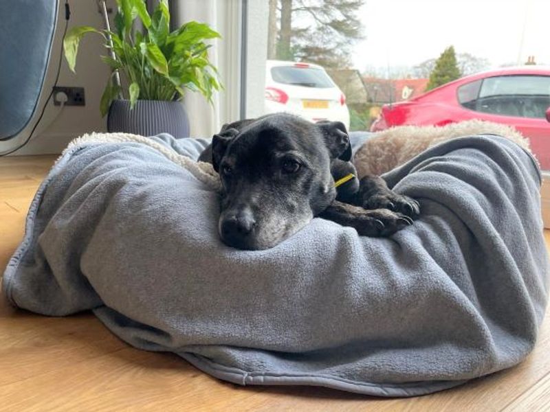 Staffordshire Bull Terrier for adoption in West Calder, West Lothian – 11 years old - Image 7 of 10