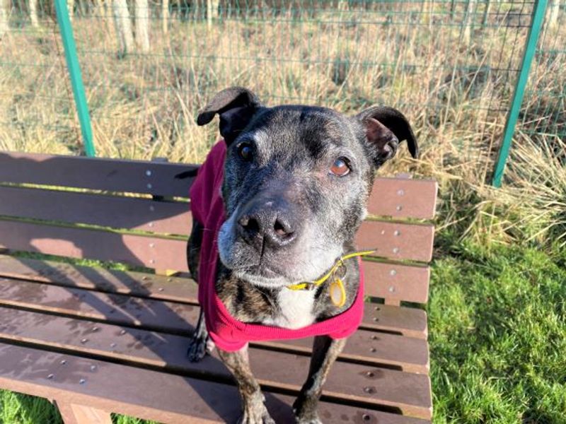 Staffordshire Bull Terrier for adoption in West Calder, West Lothian – 11 years old - Image 6 of 10