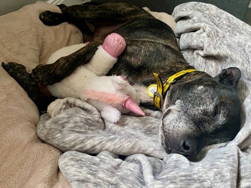 Staffordshire Bull Terrier for adoption in West Calder, West Lothian – 11 years old - Image 1 of 10