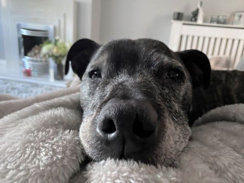Staffordshire Bull Terrier for adoption in West Calder, West Lothian – 11 years old - Image 9 of 10