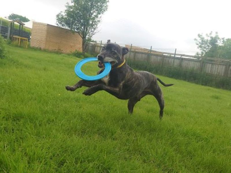 Staffordshire Bull Terrier for adoption in West Calder, West Lothian – 11 years old - Image 3 of 10