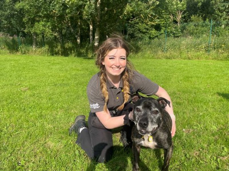 Staffordshire Bull Terrier for adoption in West Calder, West Lothian – 11 years old - Image 5 of 10
