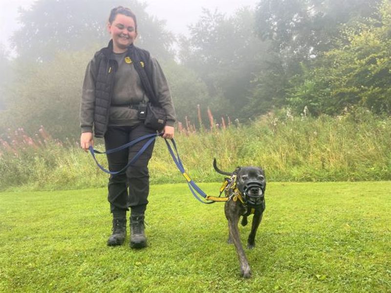 Staffordshire Bull Terrier for adoption in West Calder, West Lothian – 11 years old - Image 10 of 10