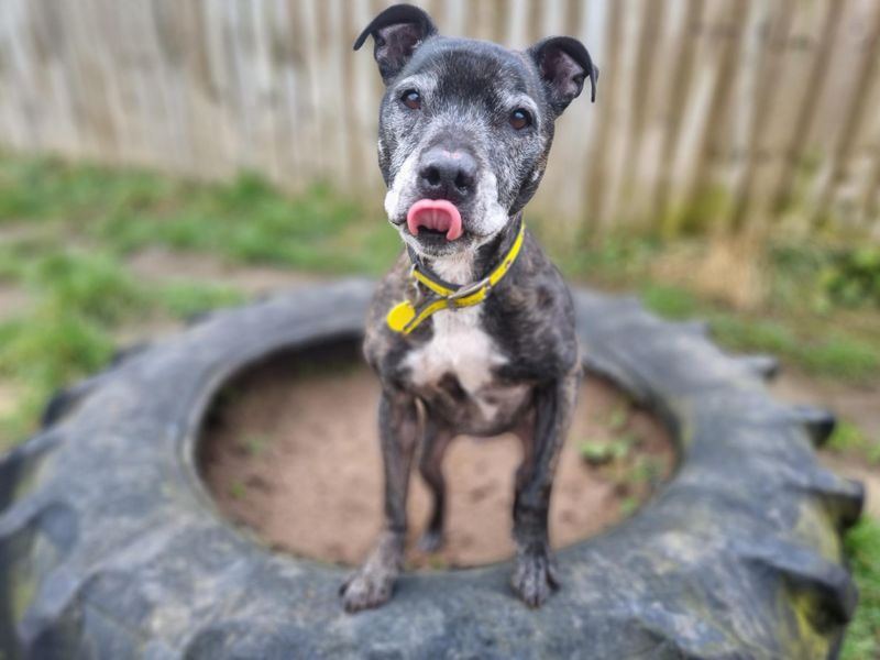 Harry | Terrier (Staffordshire Bull) Cross | West Calder (Edinburgh) - 1