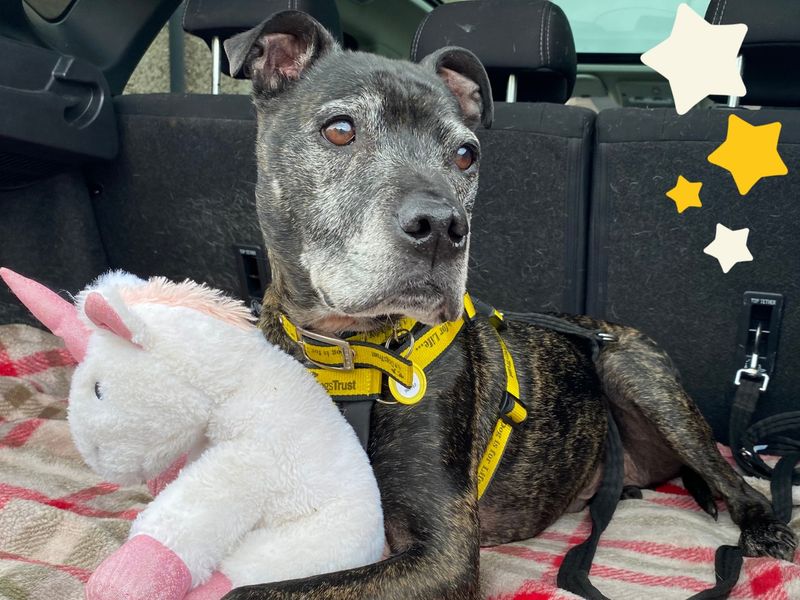 Harry | Terrier (Staffordshire Bull) Cross | West Calder (Edinburgh) - 1